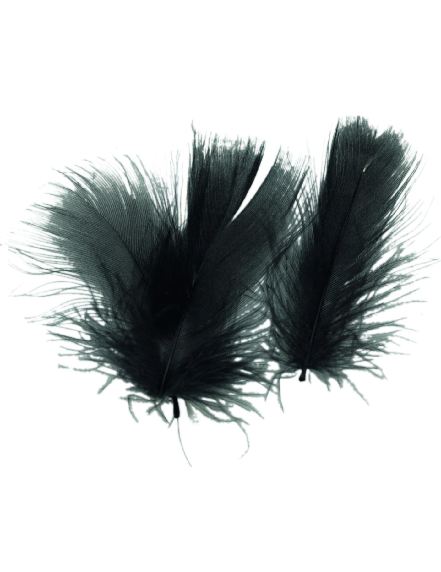 Plumettes noires