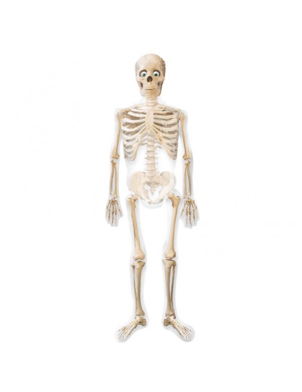 Squelettes Mr Bones Halloween