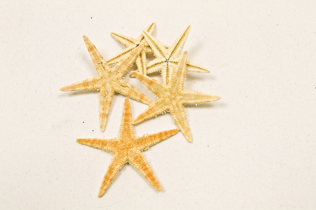Petites décorations étoiles de mer 2 cm