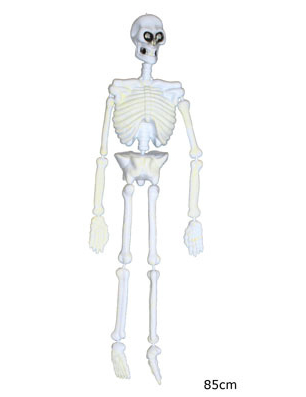 Squelette 90 cm