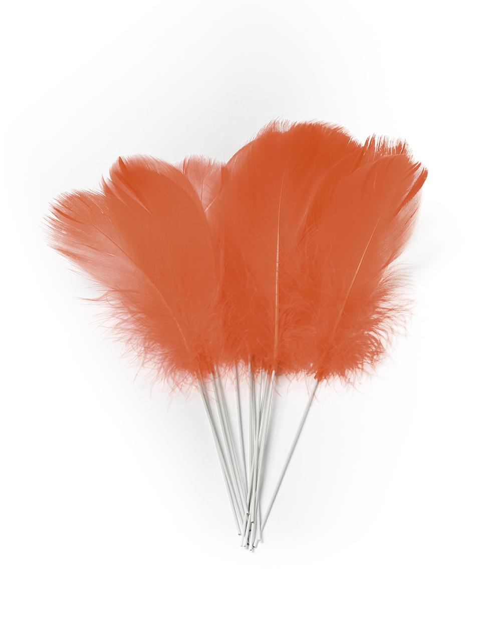 12 Plumes corail sur pic