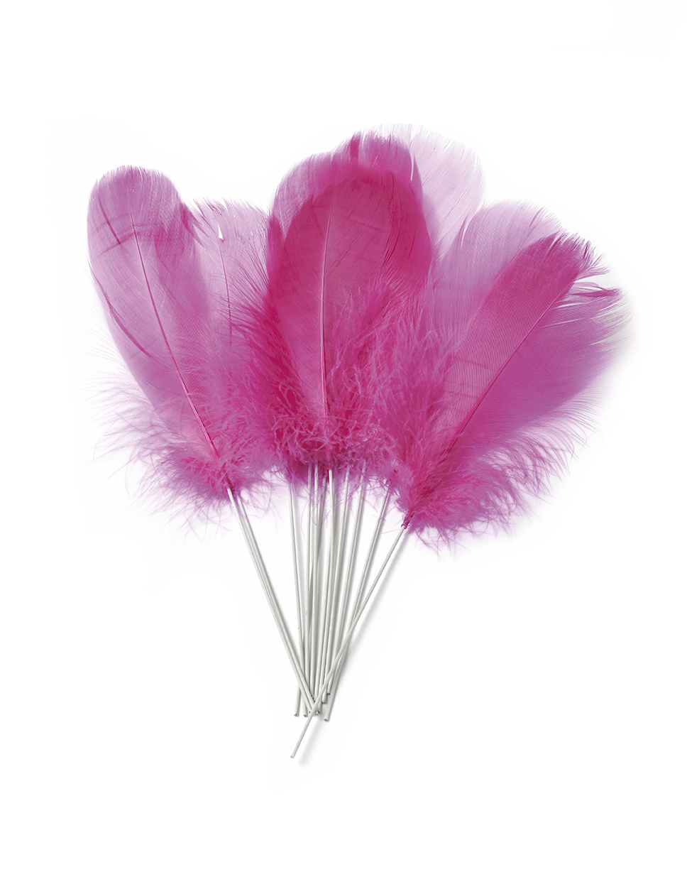 12 Plumes fuchsia sur pic