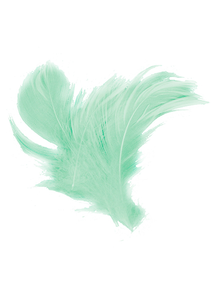 18 Plumes menthe 14 cm