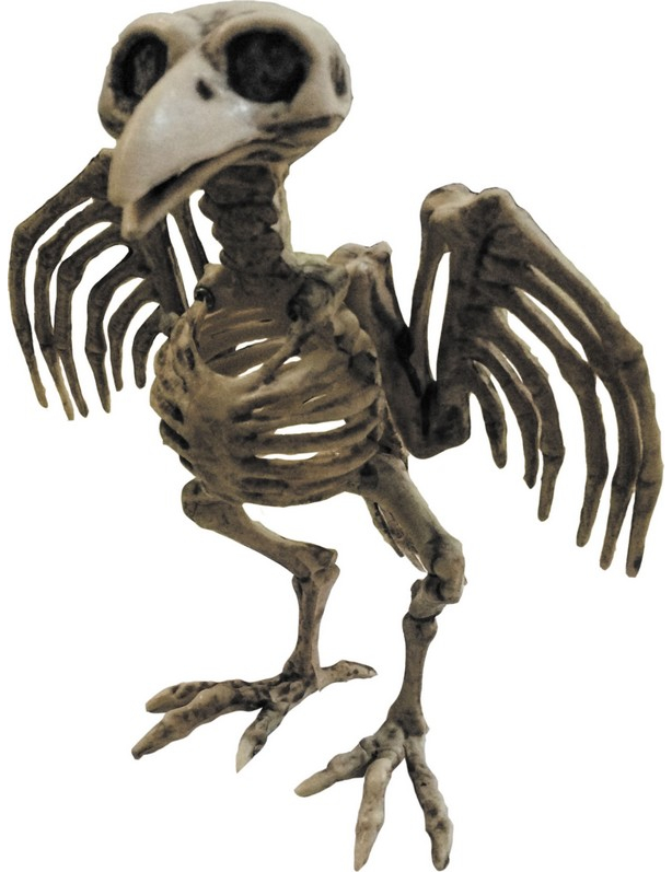 Squelette de corbeau Halloween