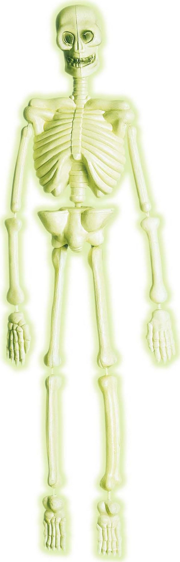 Squelette laboratoire phosphorescent 92 cm Halloween