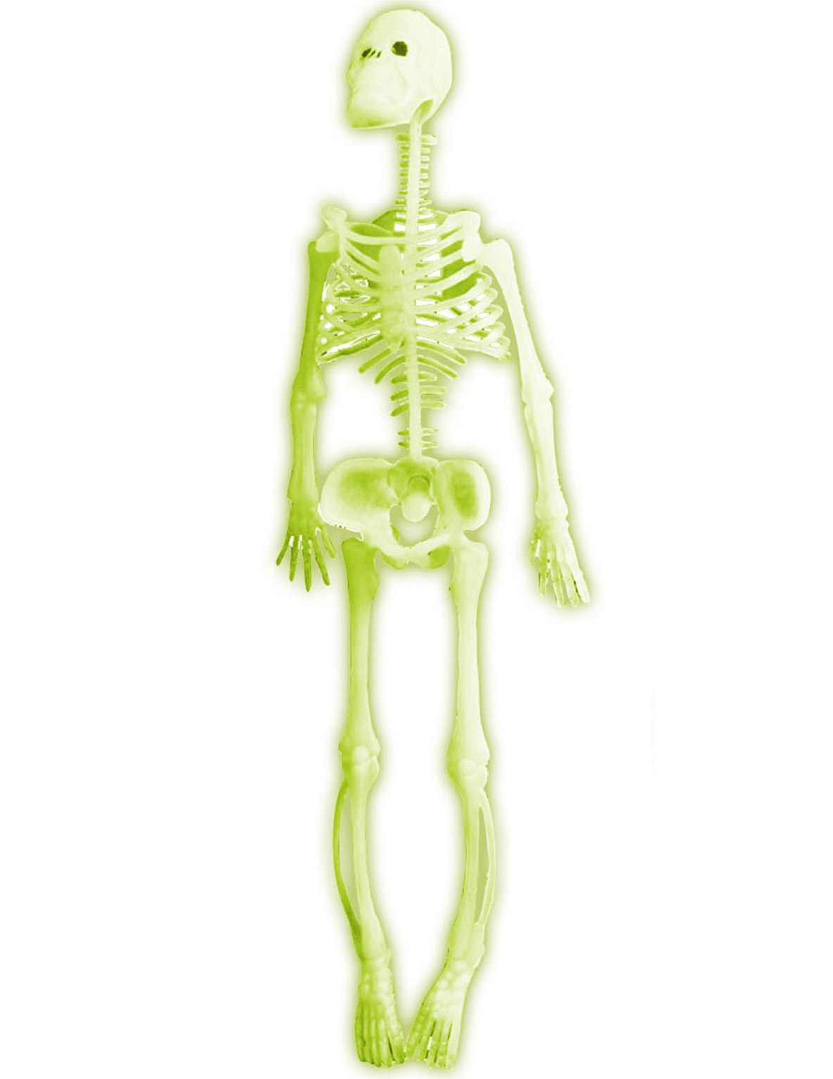 Squelette phosphorescent 35 cm Halloween