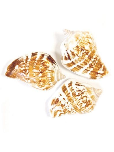 6 Coquillages de décoration 4,5 x 2,8 cm