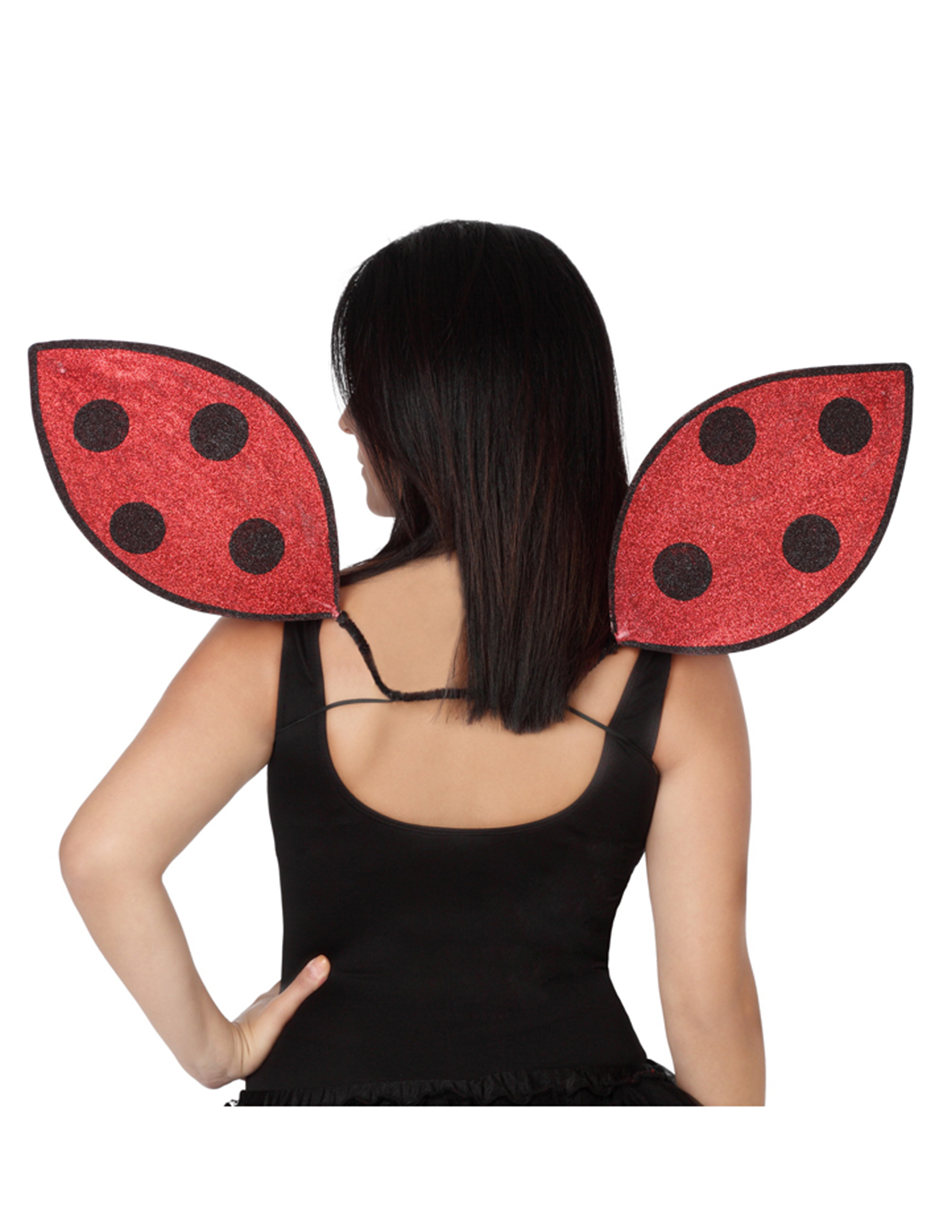 Ailes coccinelle adulte