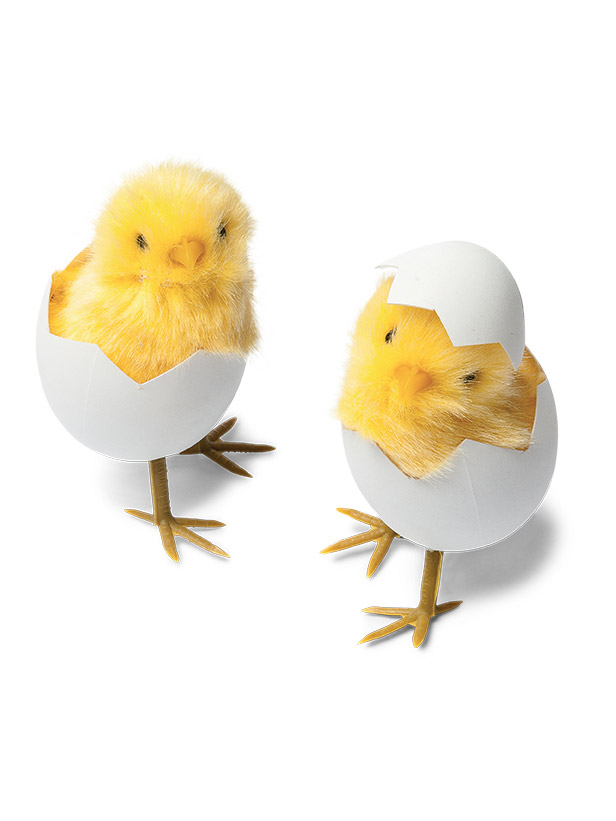 2 Petits poussins dans leur coquille