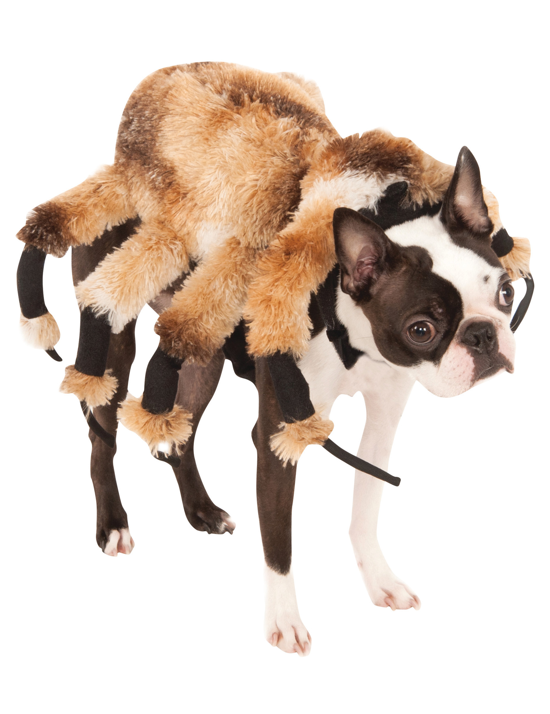 Déguisement pour chien araignée géante