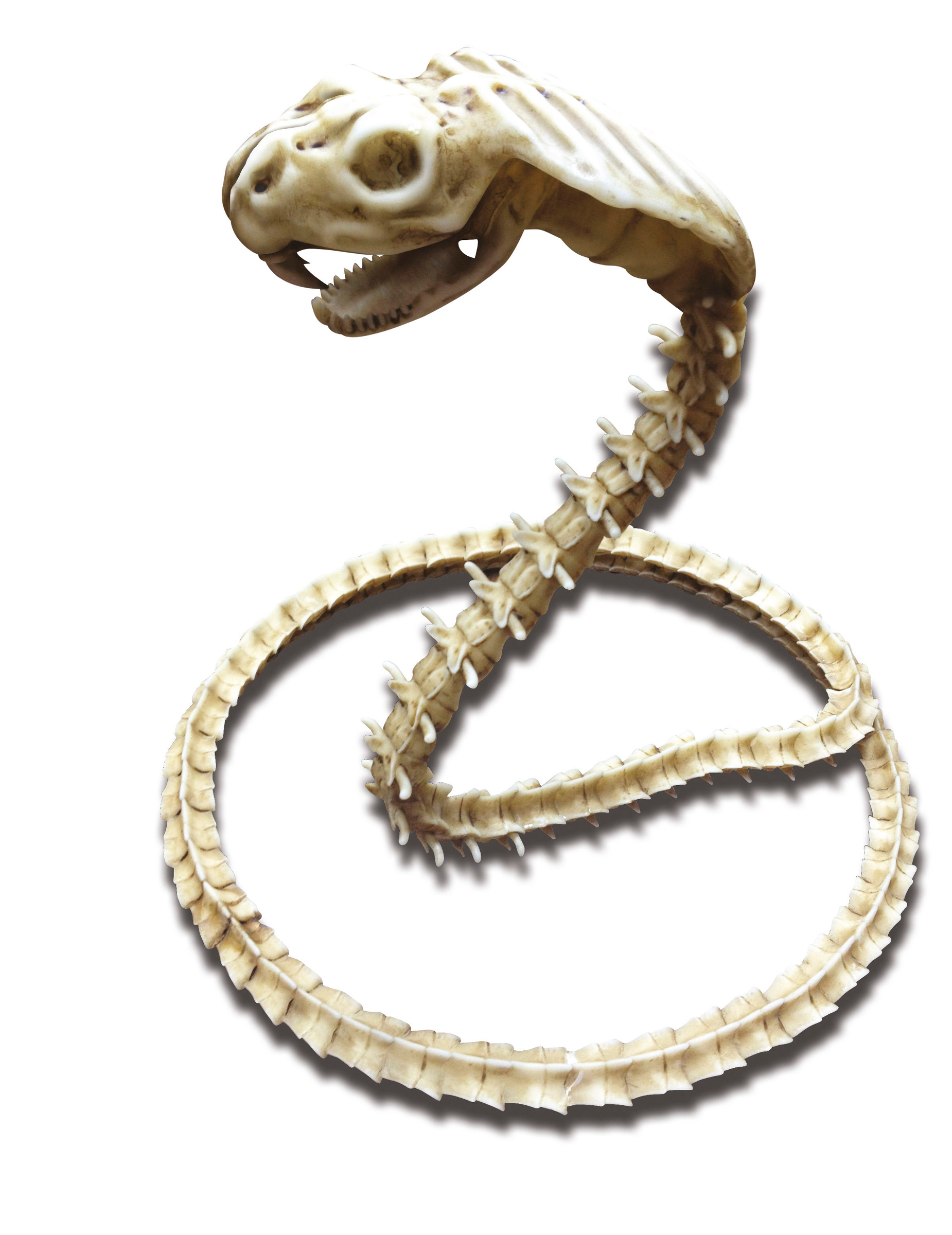 Squelette cobra 50 X 42 cm Halloween