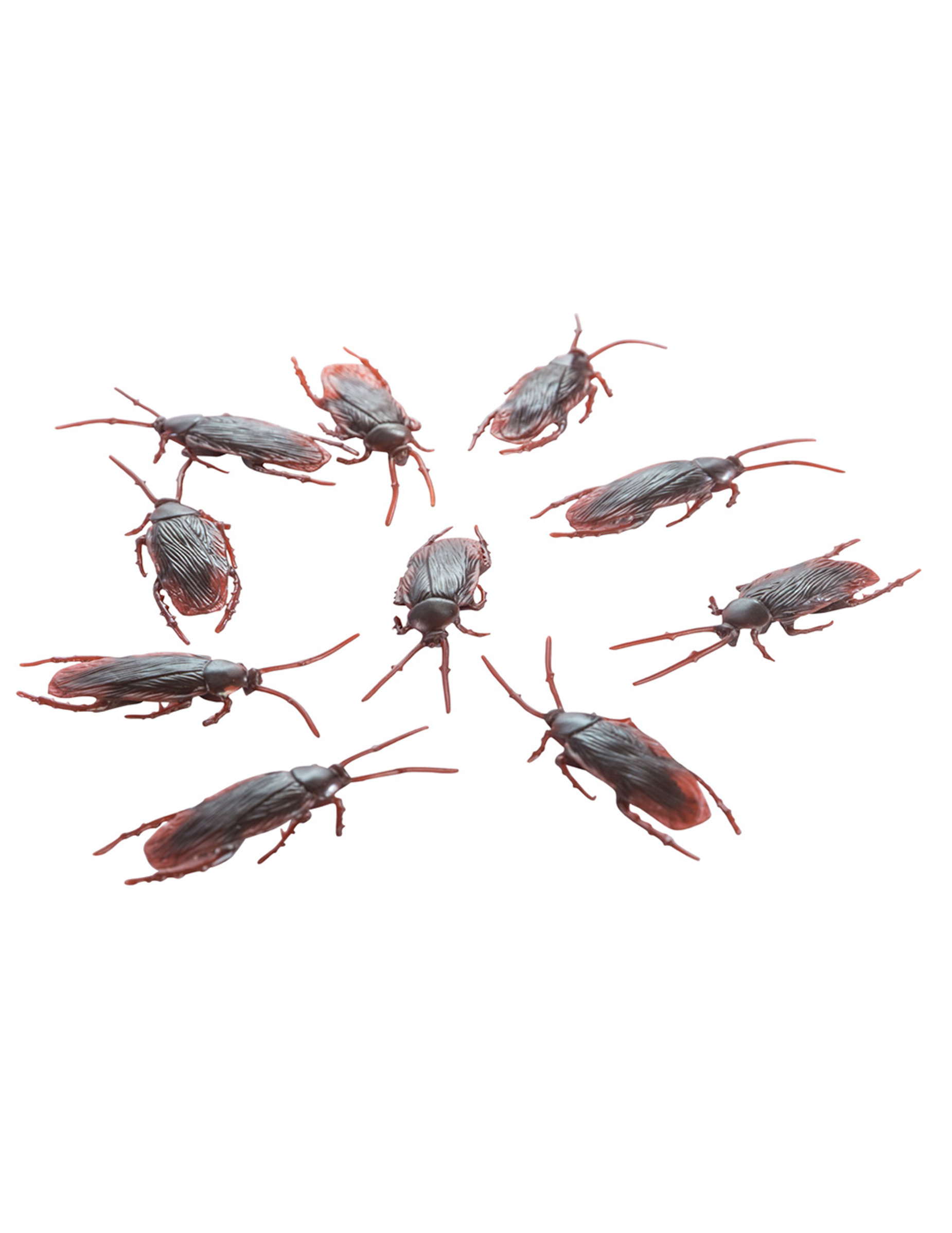 10 cafards 7 cm