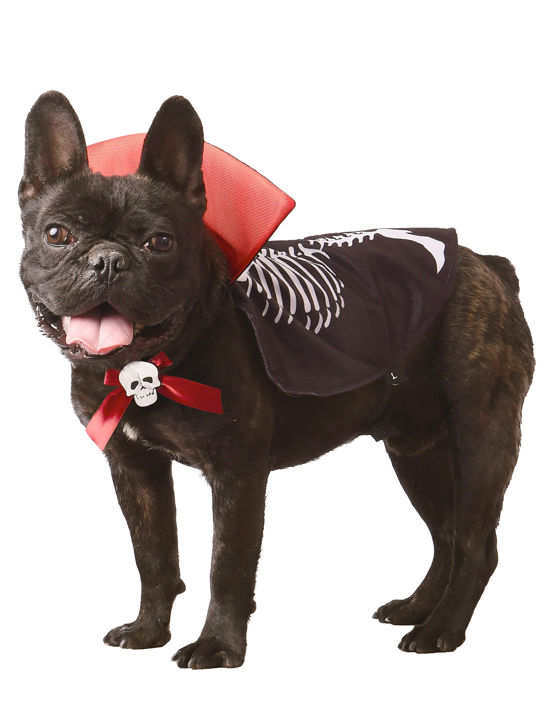 Déguisement vampire pour chien