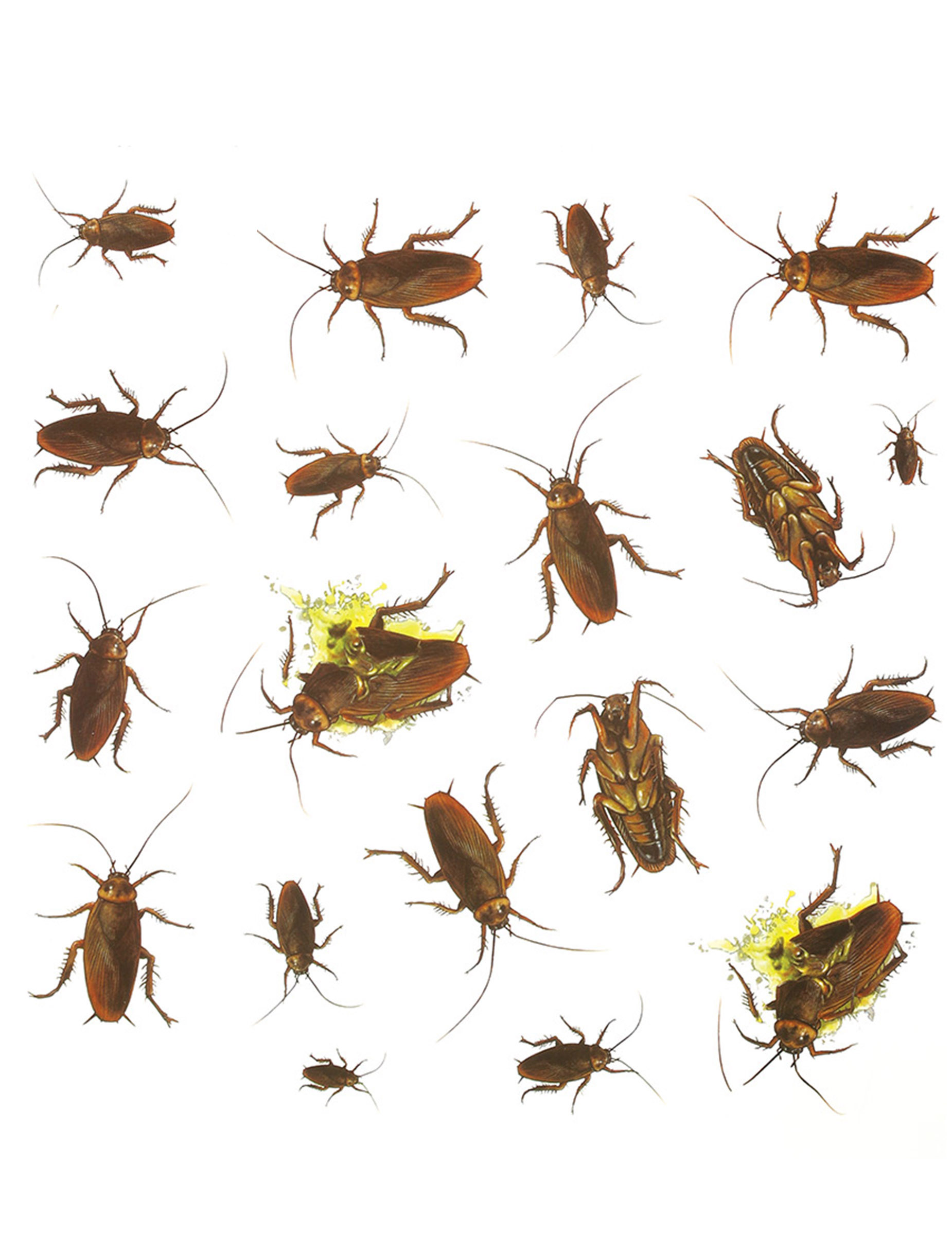 20 Stickers adhésifs cafards