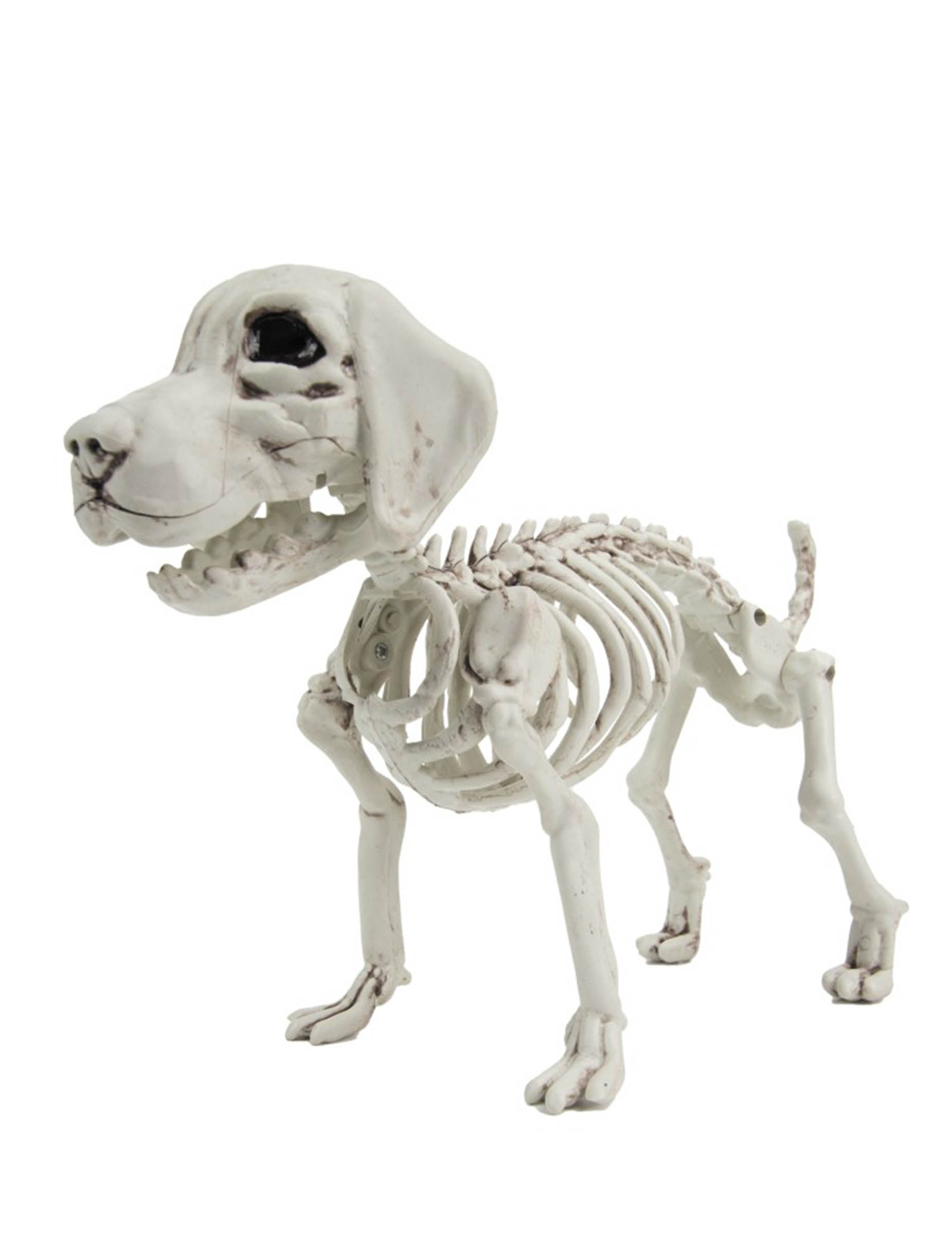 Squelette de Chien 26cm